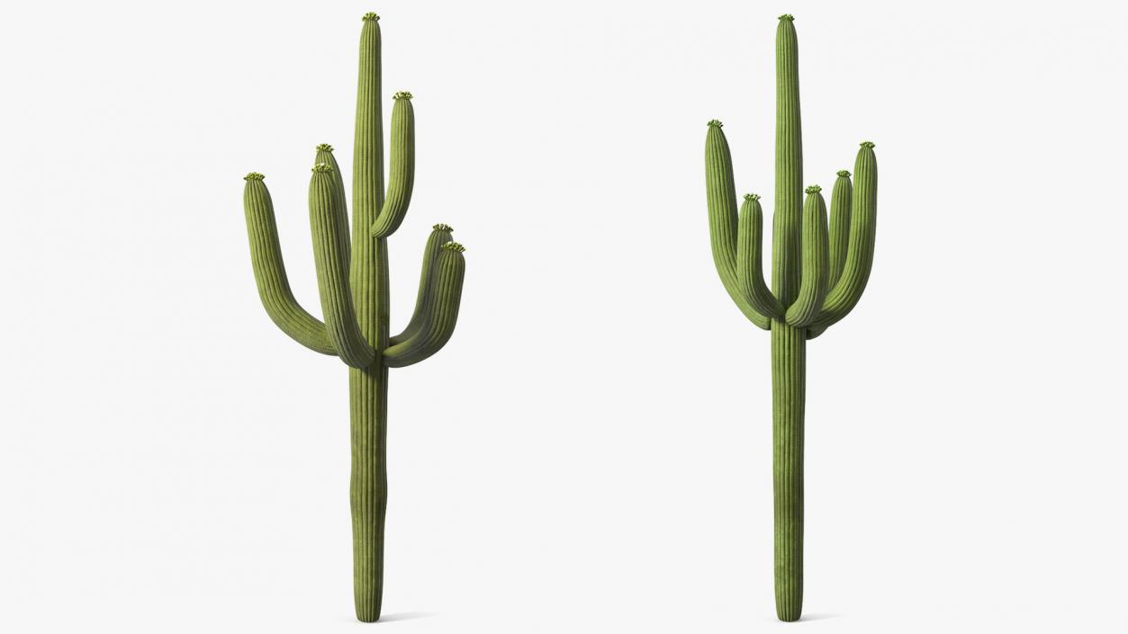 Mexican Cactuses Collection 3D