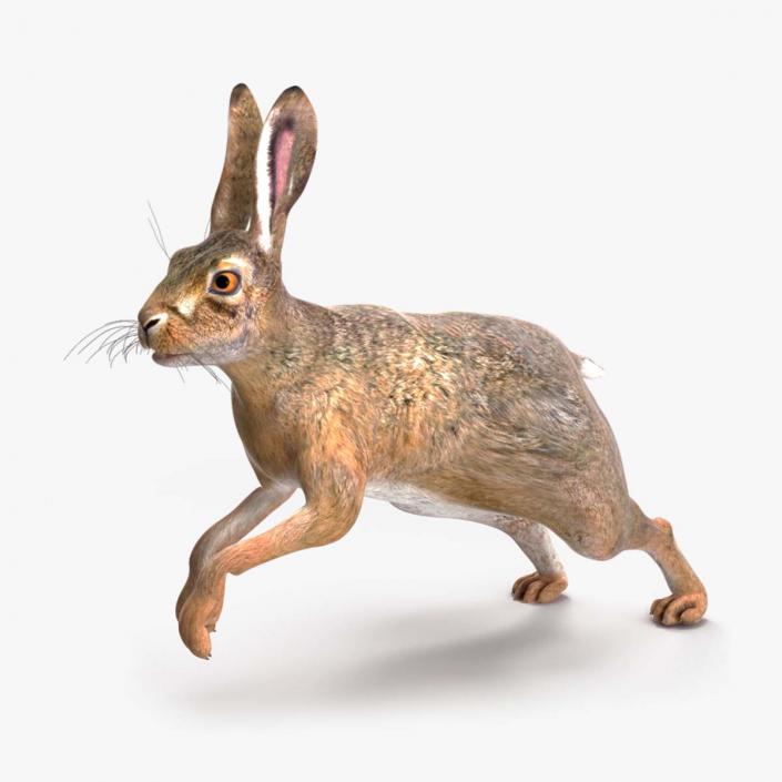 3D model Hare  Animated Rigged for Cinema 4D