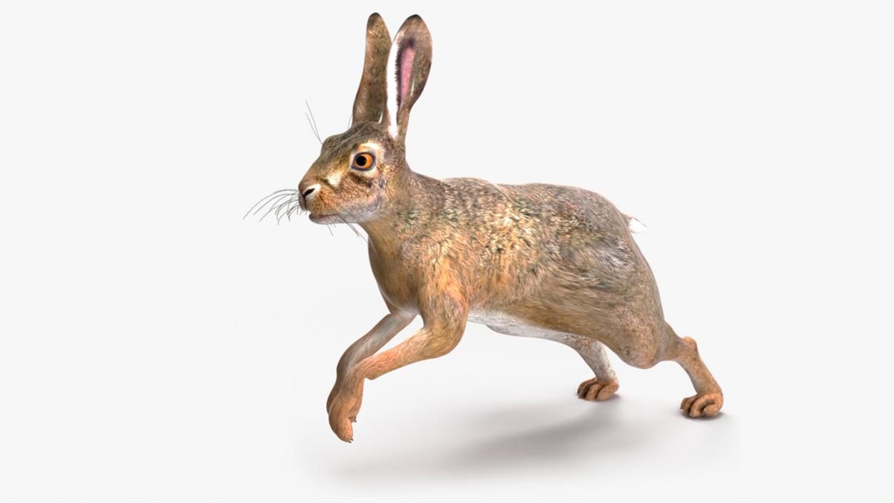 3D model Hare  Animated Rigged for Cinema 4D