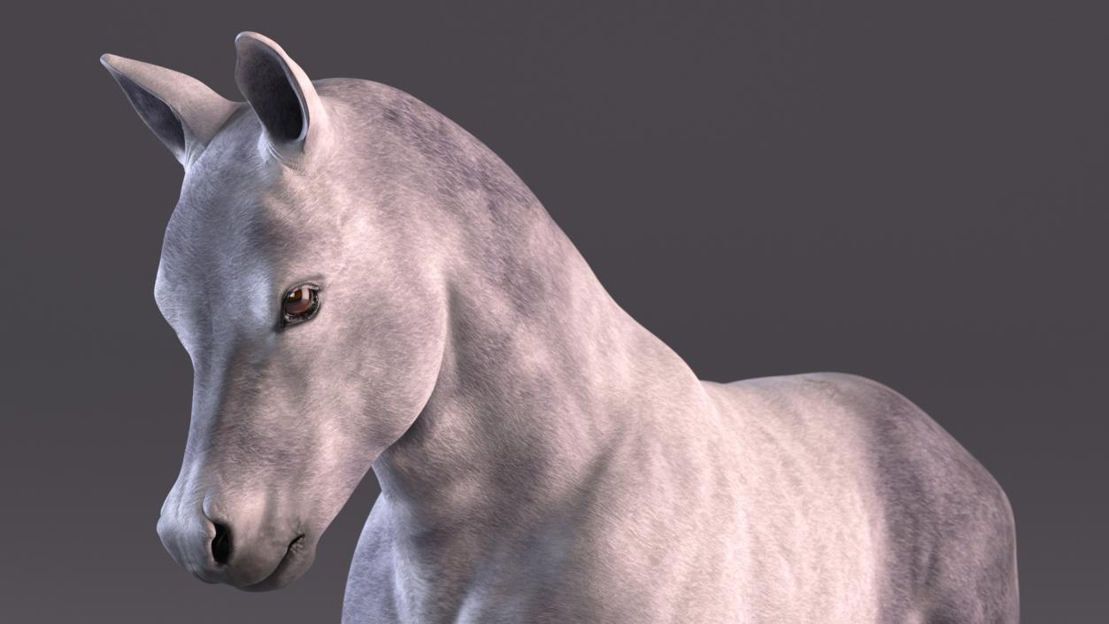 Running Shetland Pony White 2 3D model