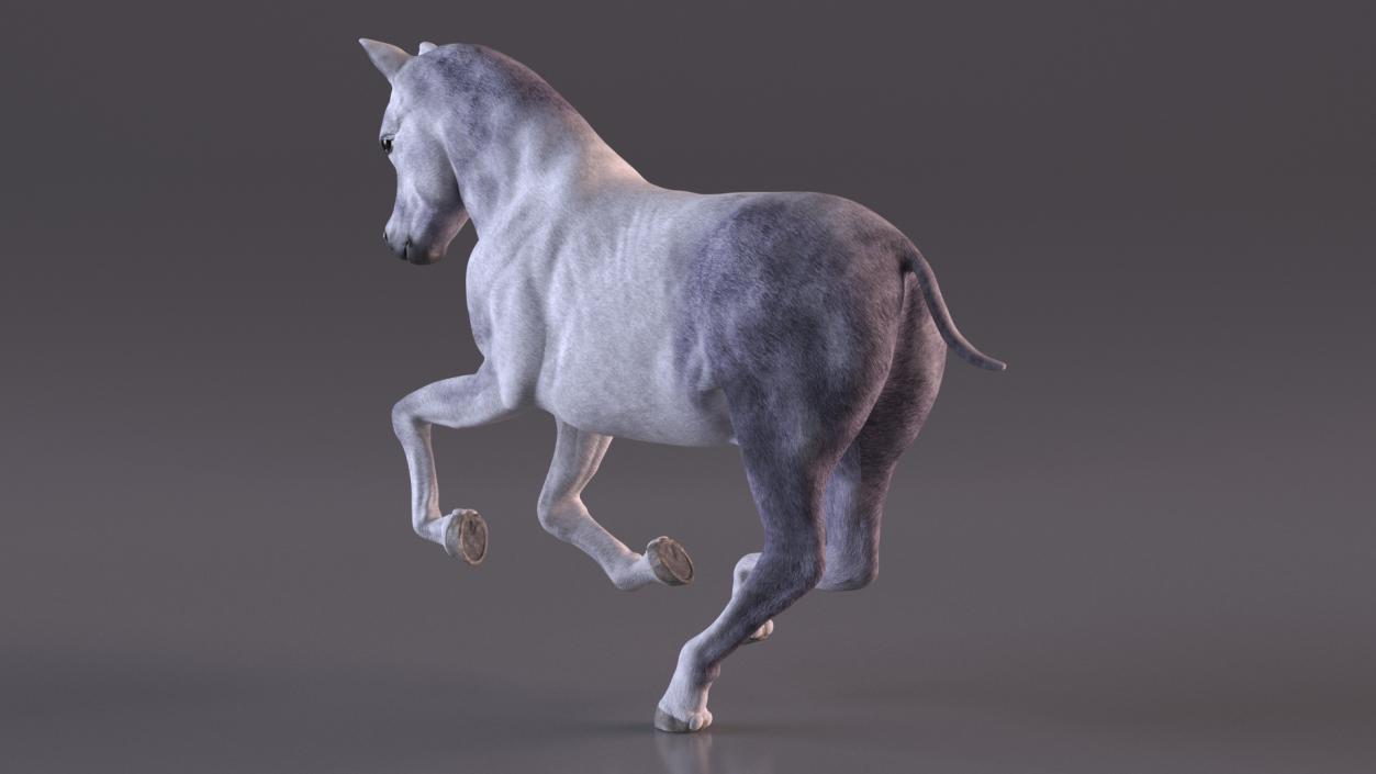 Running Shetland Pony White 2 3D model