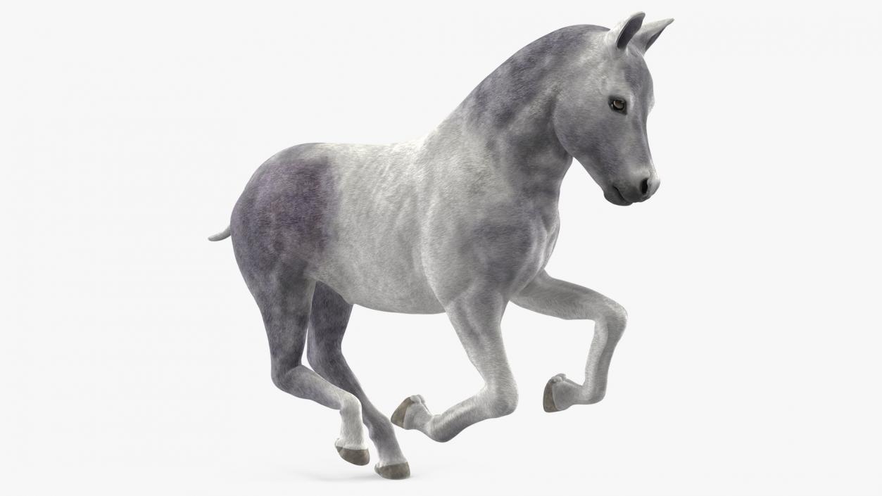 Running Shetland Pony White 2 3D model