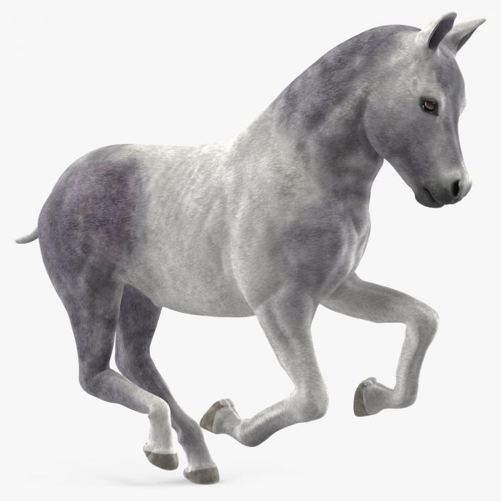 Running Shetland Pony White 2 3D model