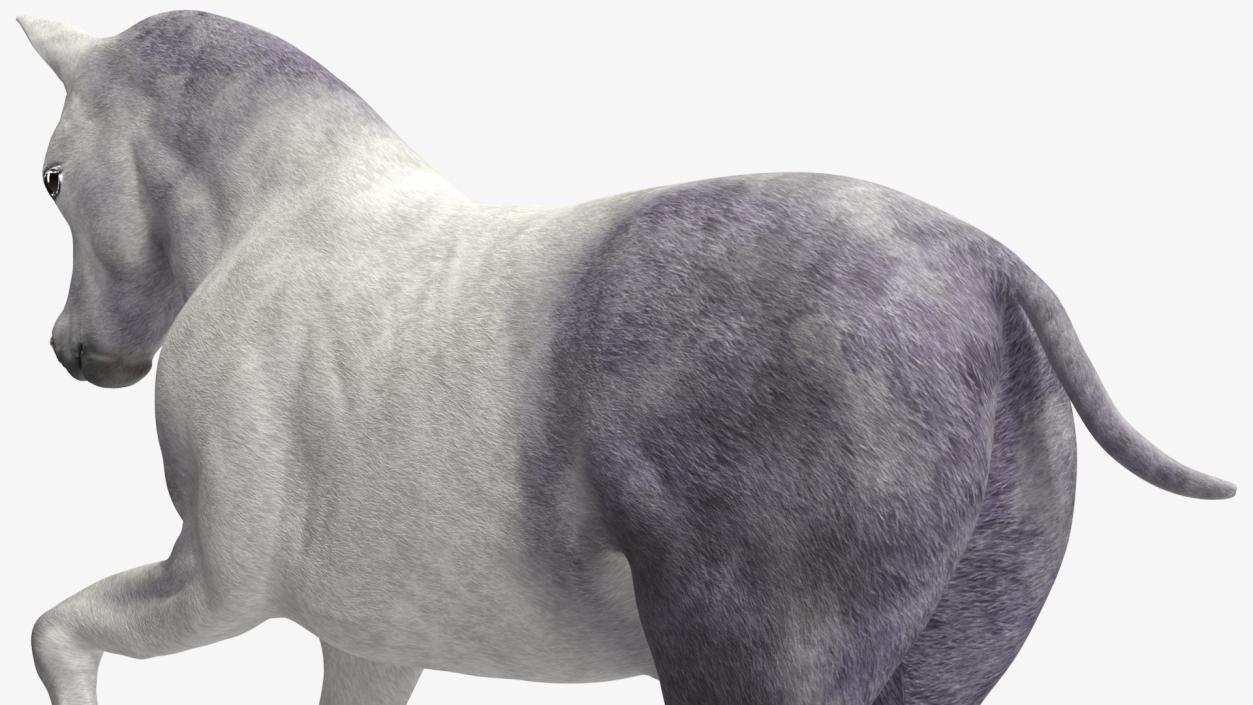 Running Shetland Pony White 2 3D model