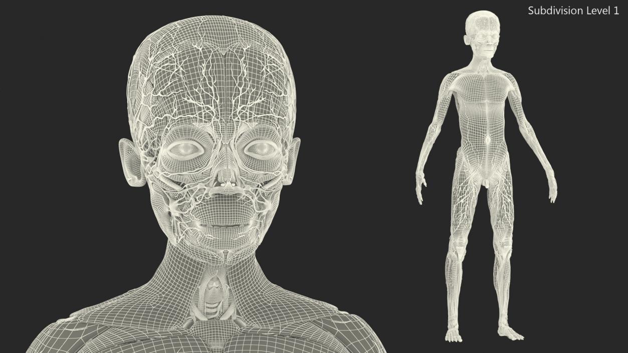 3D Young Man Full Body Anatomy Skinless