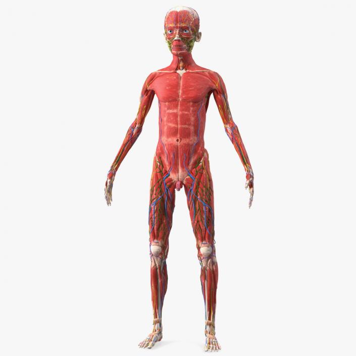 3D Young Man Full Body Anatomy Skinless