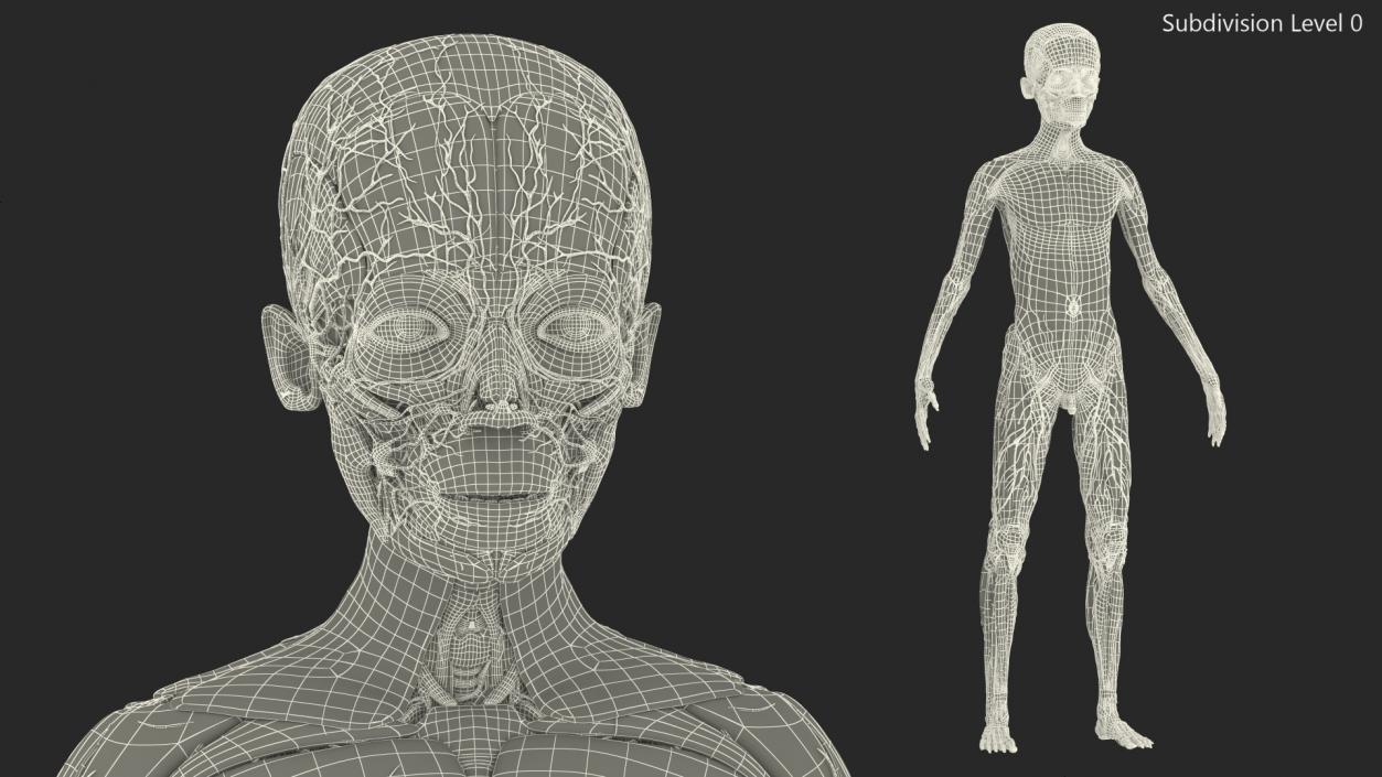 3D Young Man Full Body Anatomy Skinless