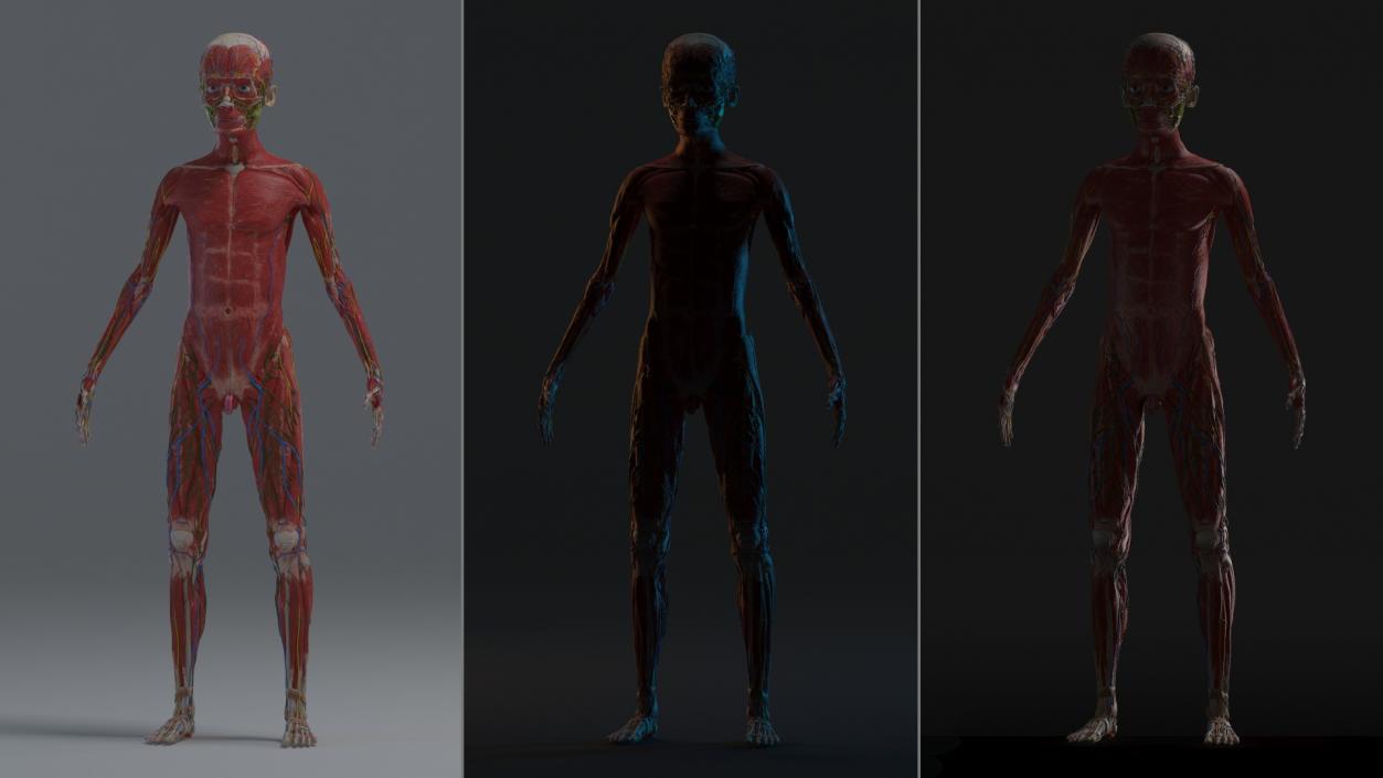 3D Young Man Full Body Anatomy Skinless