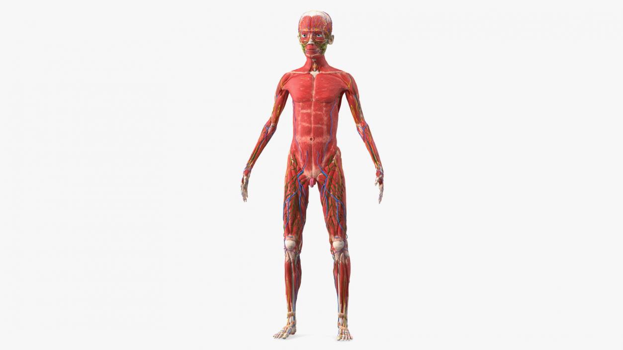 3D Young Man Full Body Anatomy Skinless