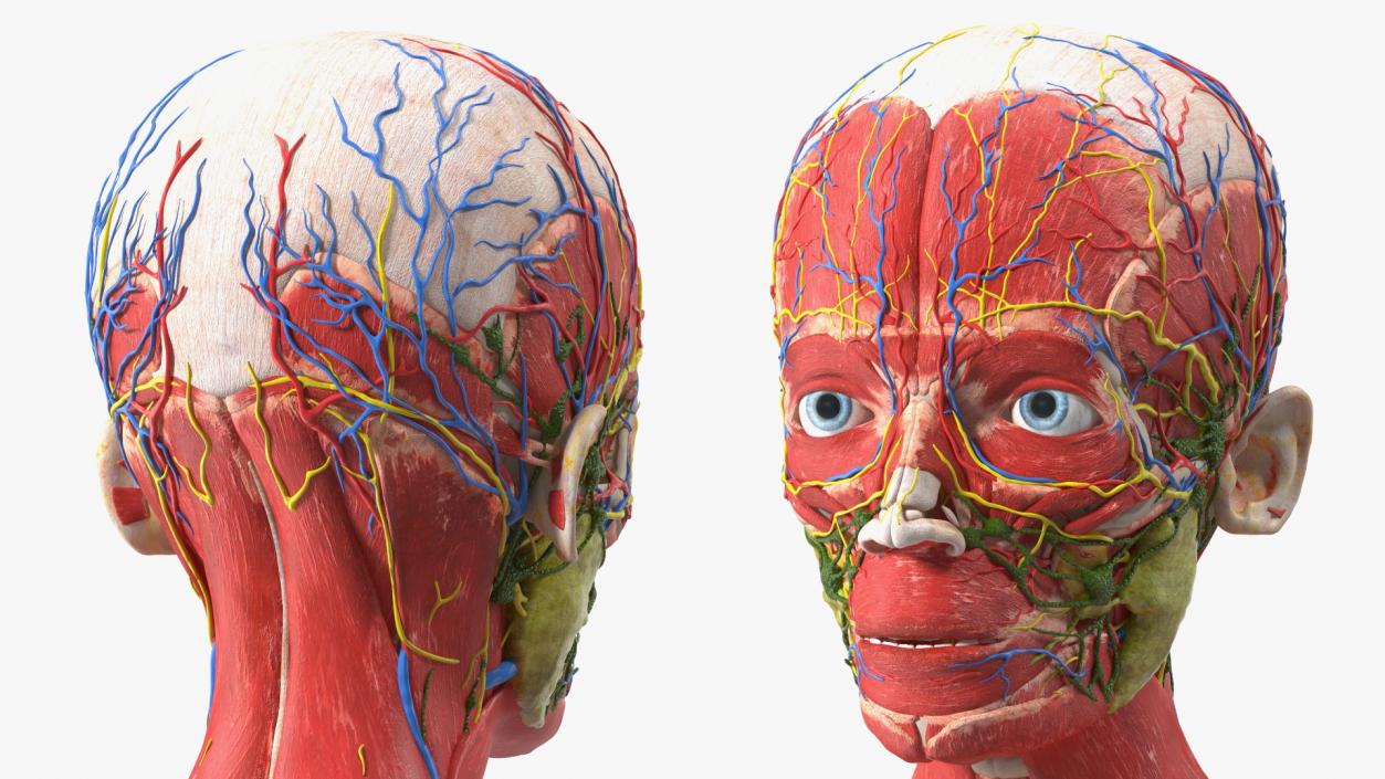 3D Young Man Full Body Anatomy Skinless