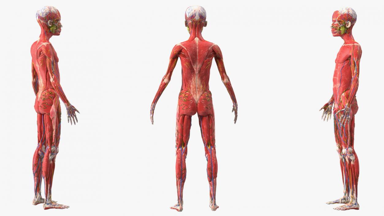 3D Young Man Full Body Anatomy Skinless