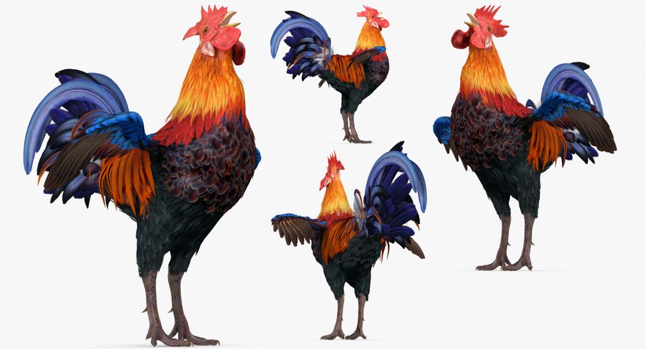 3D model Cock Crows