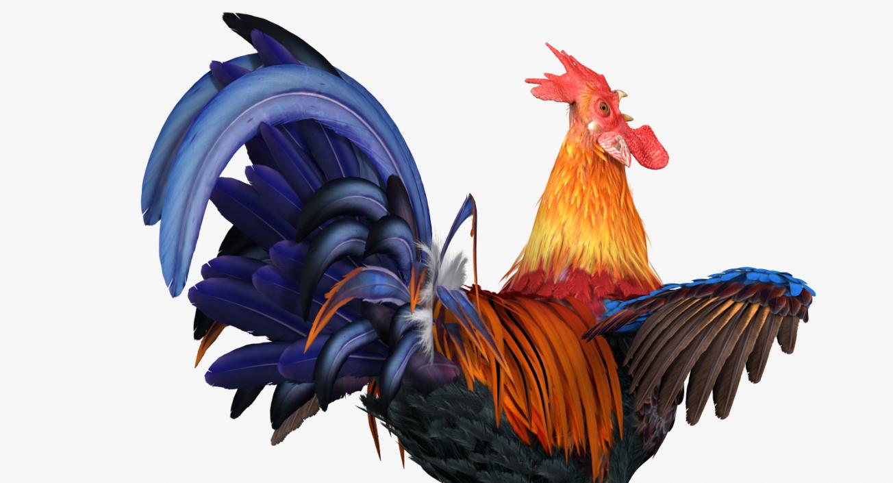 3D model Cock Crows