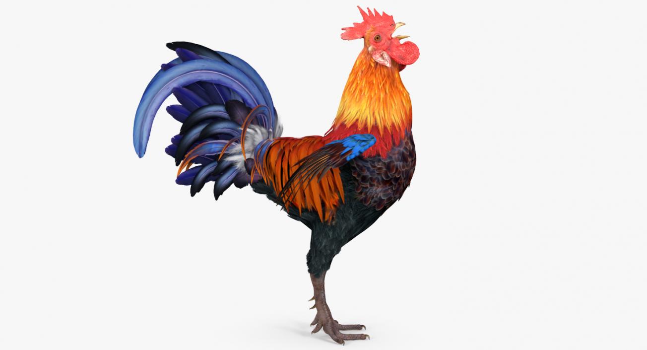 3D model Cock Crows