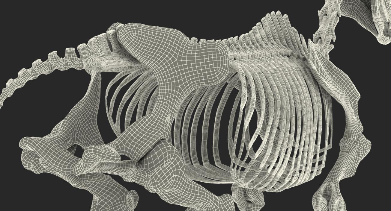 3D Horse Skeleton Rigged