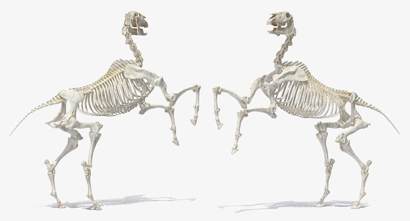 3D Horse Skeleton Rigged