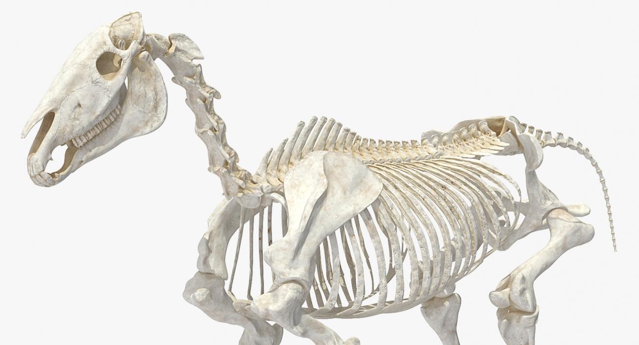 3D Horse Skeleton Rigged