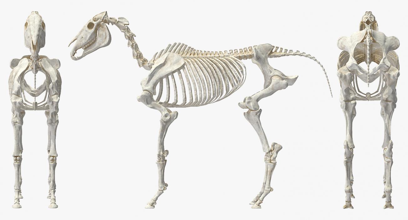 3D Horse Skeleton Rigged