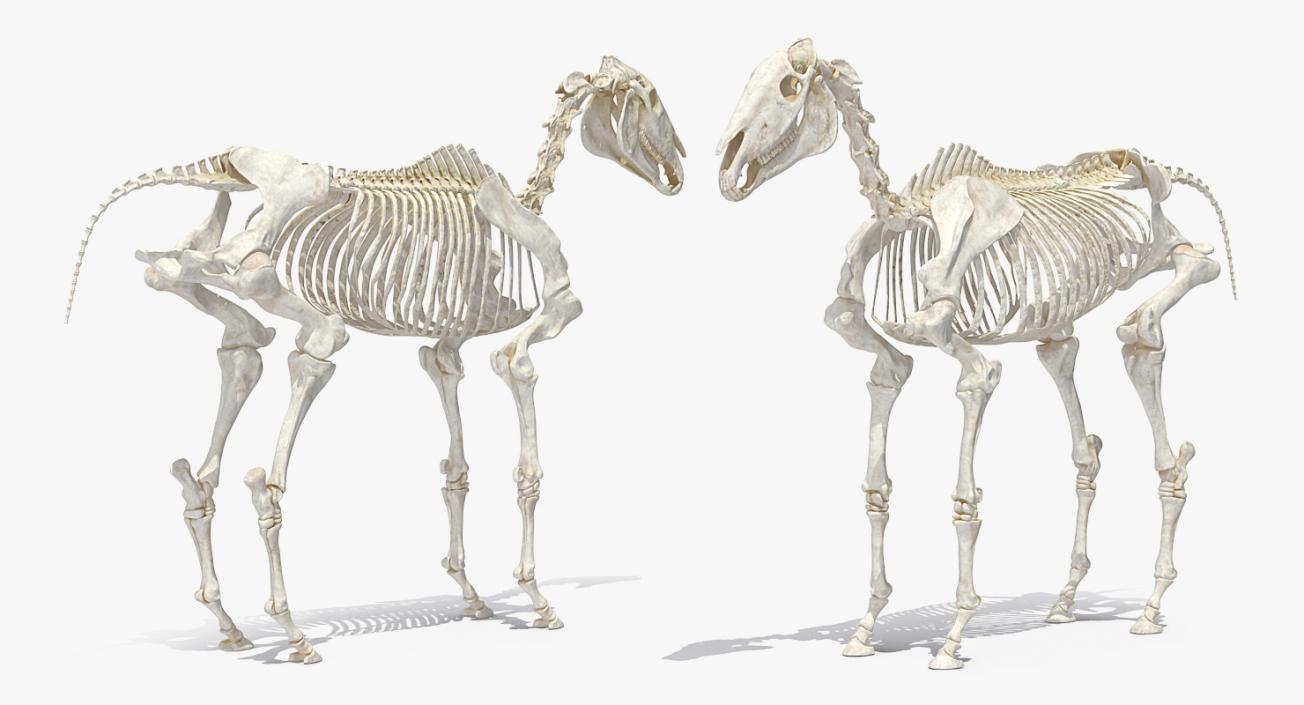 3D Horse Skeleton Rigged