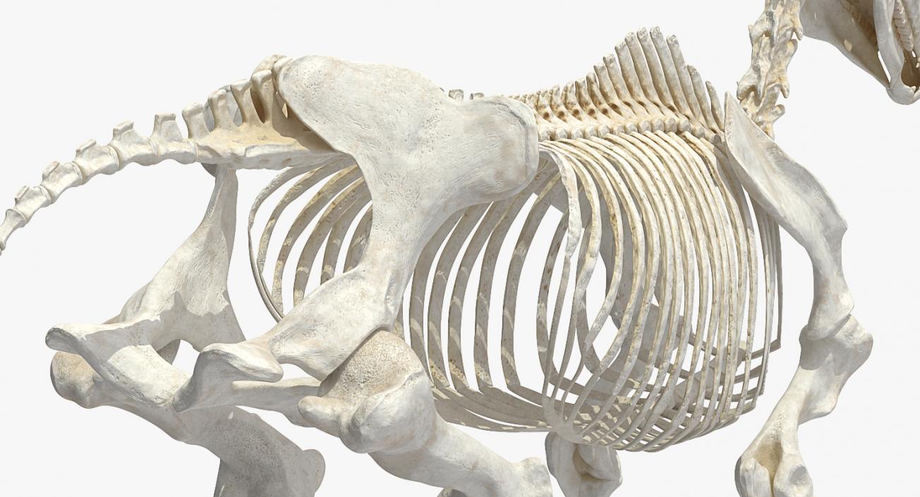 3D Horse Skeleton Rigged