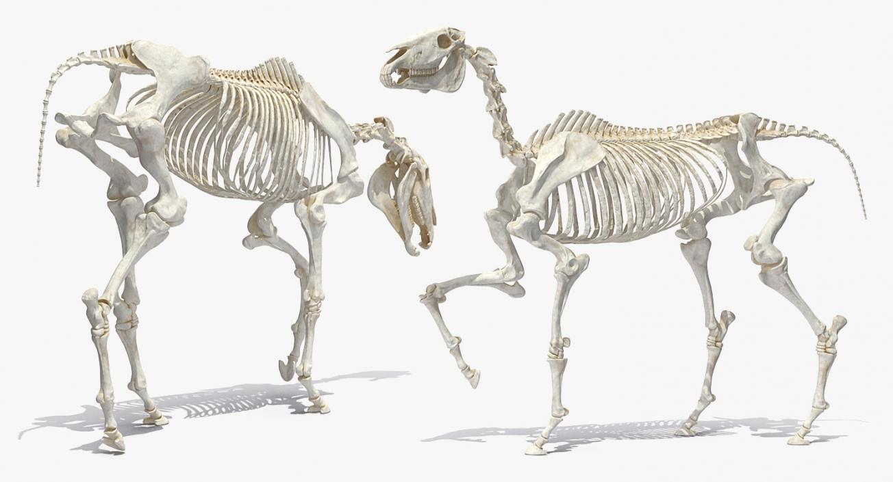 3D Horse Skeleton Rigged