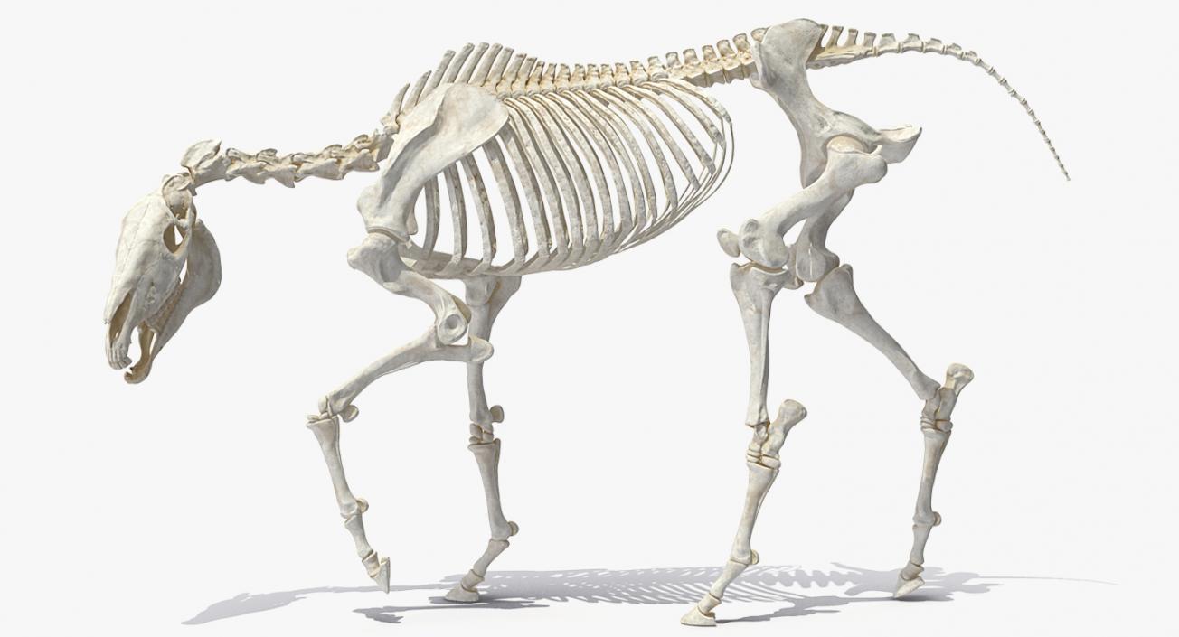 3D Horse Skeleton Rigged