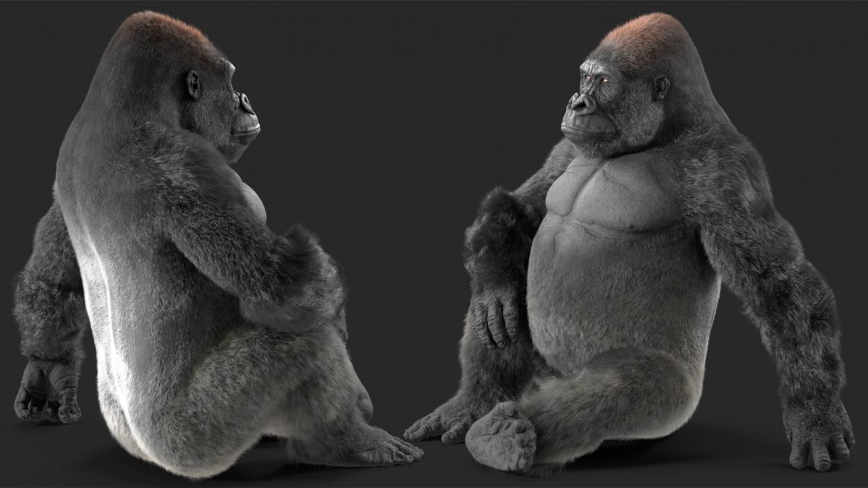 3D Gorilla Fur Rigged model