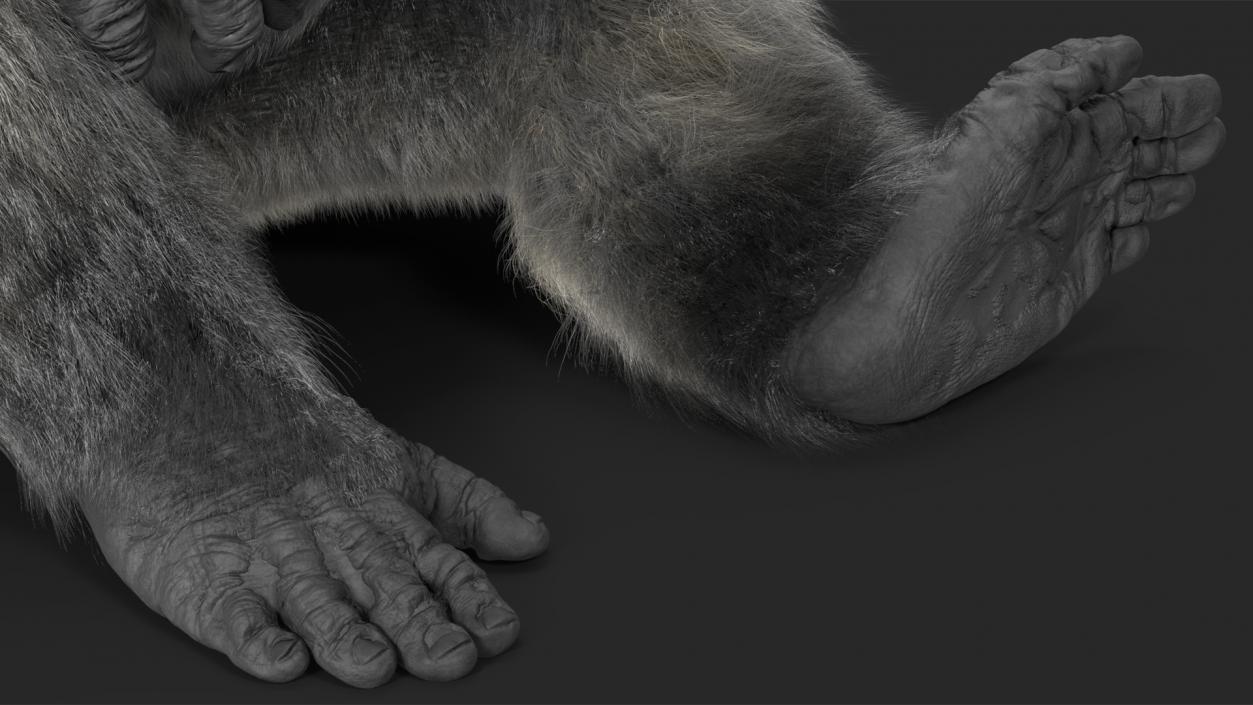 3D Gorilla Fur Rigged model