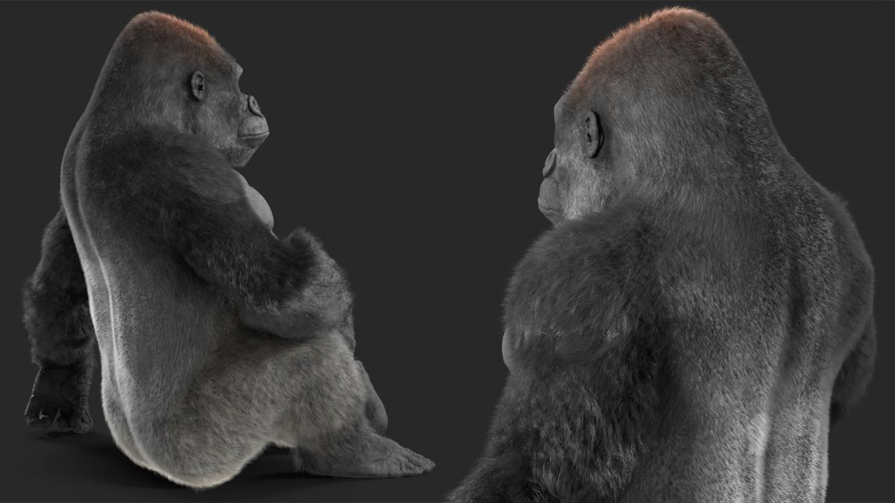 3D Gorilla Fur Rigged model