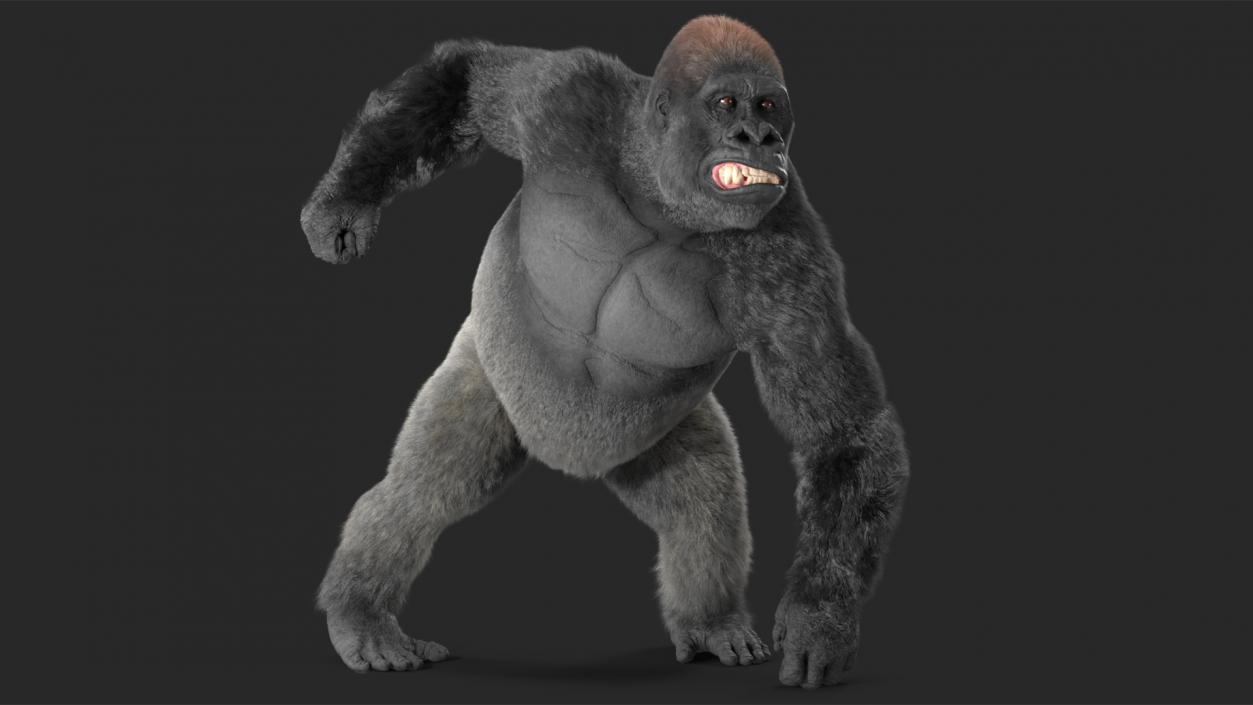 3D Gorilla Fur Rigged model