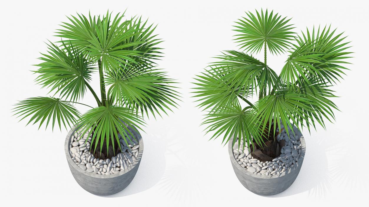 3D model Washingtonia Robusta Pot Plant