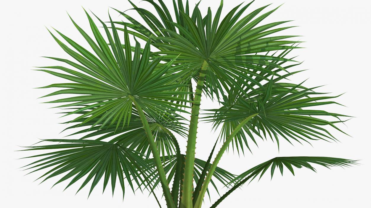 3D model Washingtonia Robusta Pot Plant