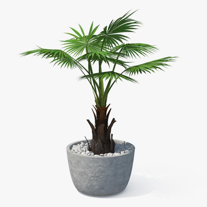 3D model Washingtonia Robusta Pot Plant