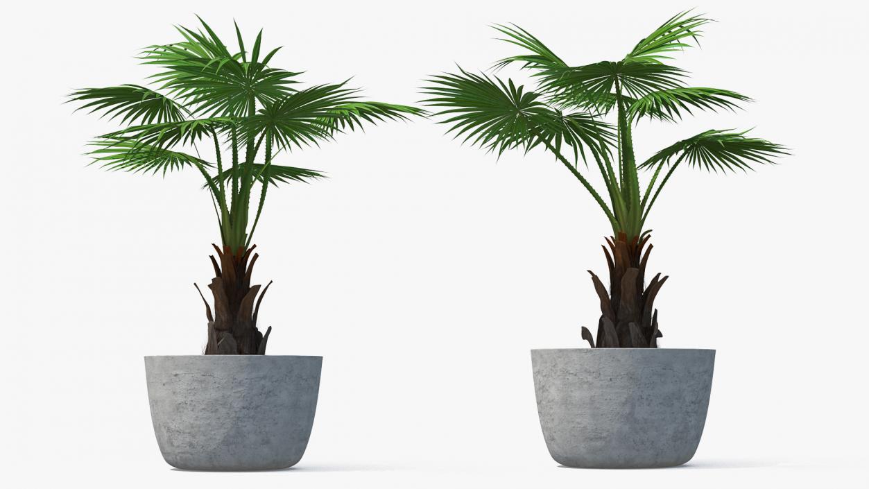 3D model Washingtonia Robusta Pot Plant