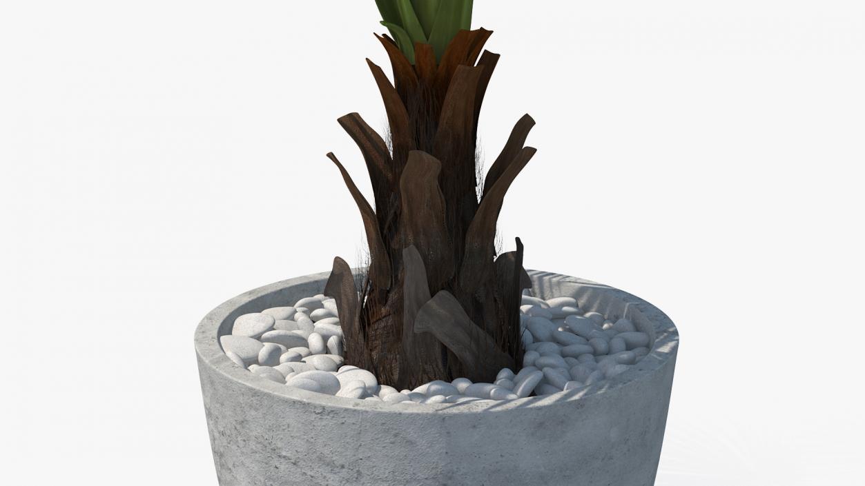 3D model Washingtonia Robusta Pot Plant