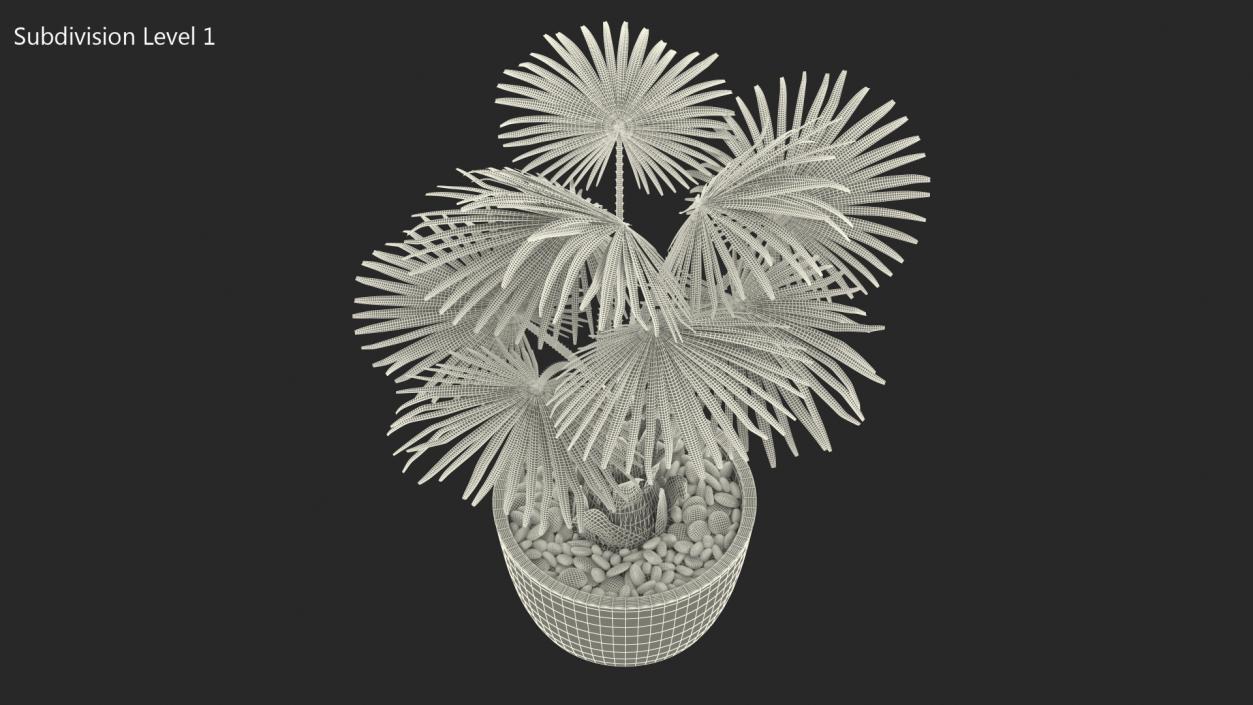 3D model Washingtonia Robusta Pot Plant