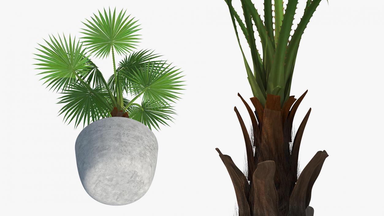 3D model Washingtonia Robusta Pot Plant