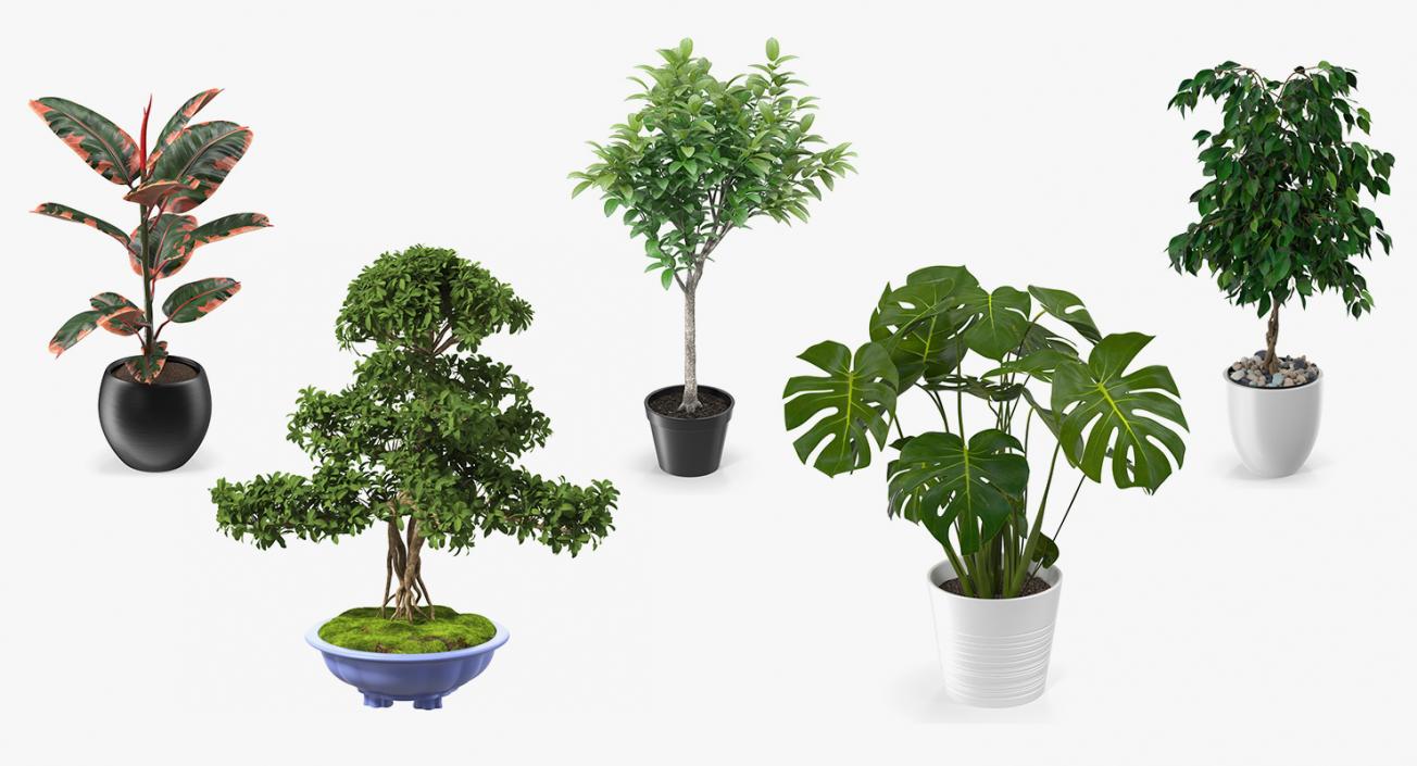 Houseplants Collection 3 3D model