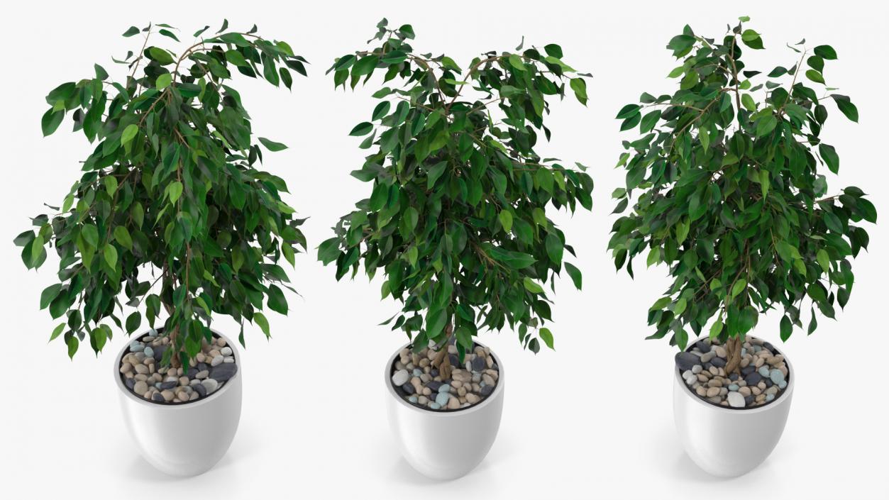 Houseplants Collection 3 3D model