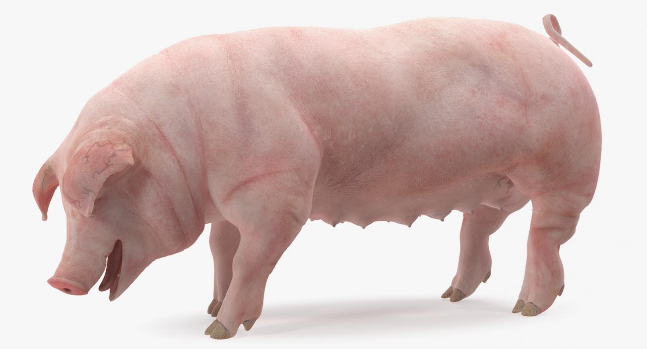 3D model Pig Sow Landrace Standing Pose