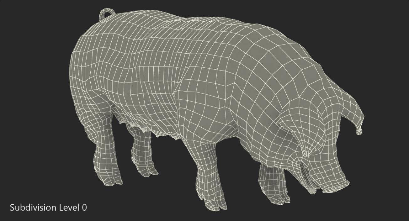 3D model Pig Sow Landrace Standing Pose