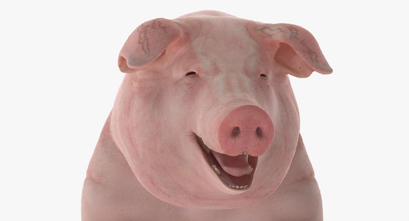 3D model Pig Sow Landrace Standing Pose