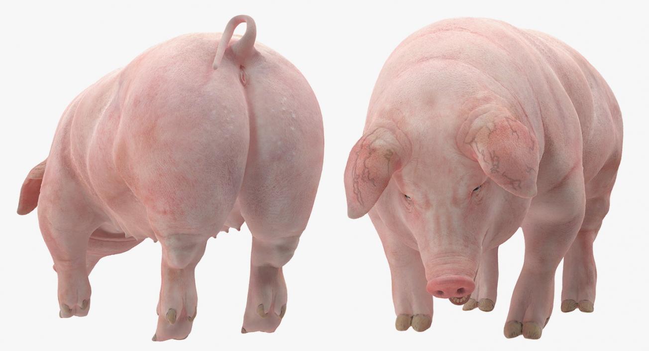 3D model Pig Sow Landrace Standing Pose