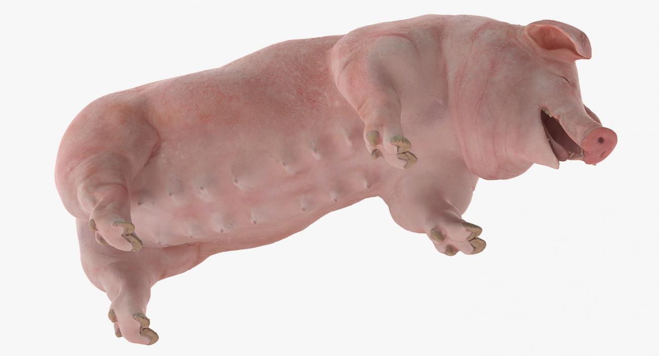 3D model Pig Sow Landrace Standing Pose