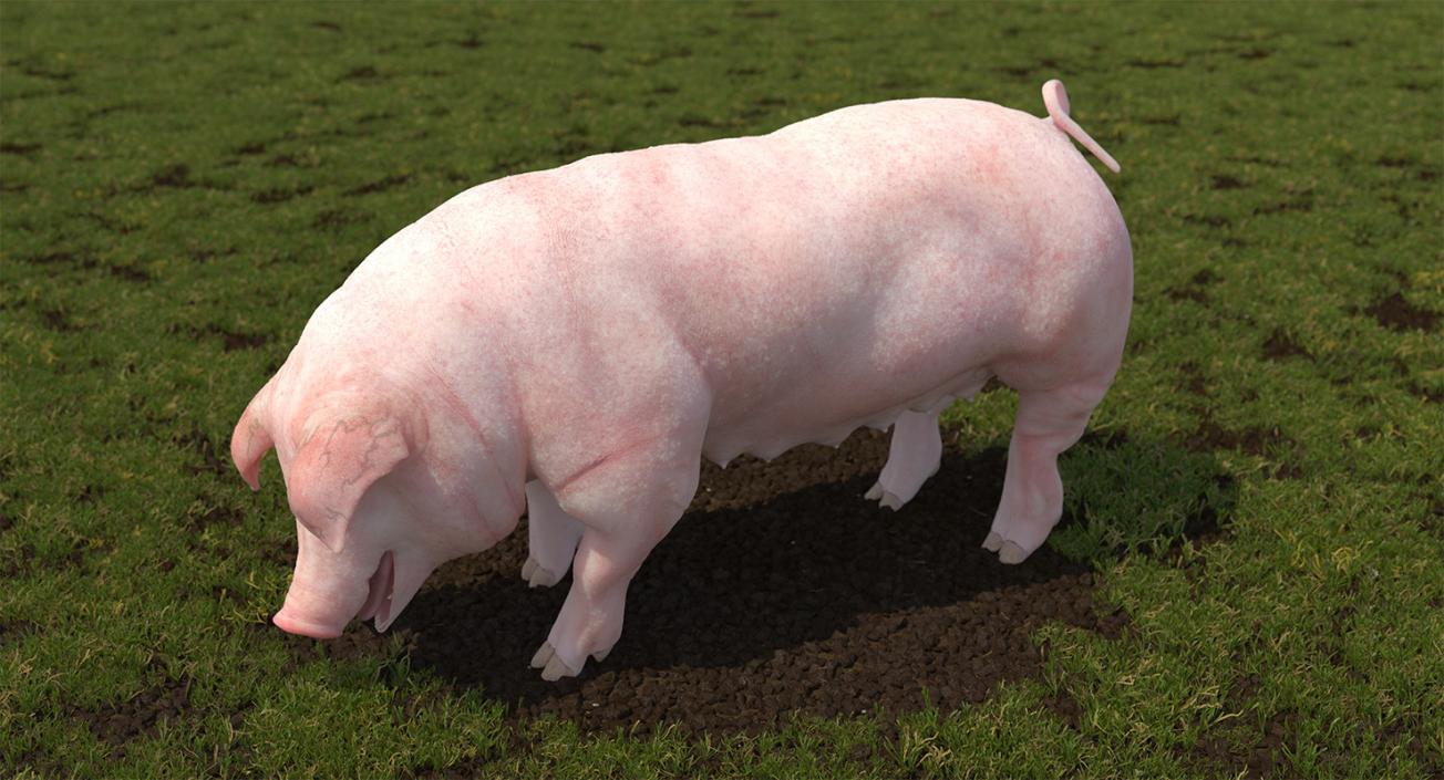 3D model Pig Sow Landrace Standing Pose