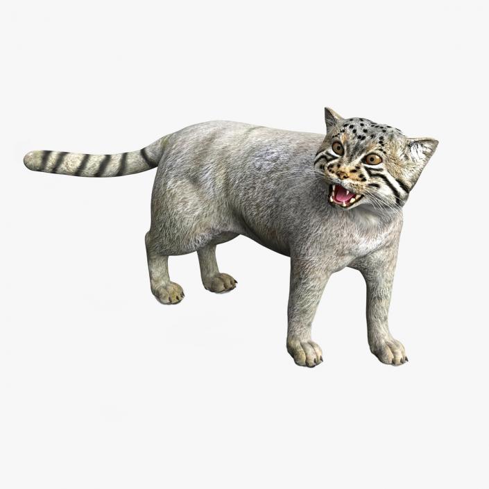 3D Pallas Cat Rigged for Cinema 4D