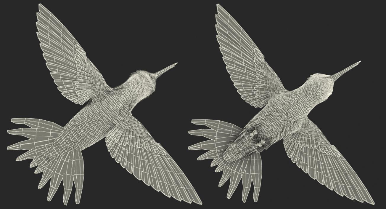 3D Broad Tailed Hummingbird Flying Pose