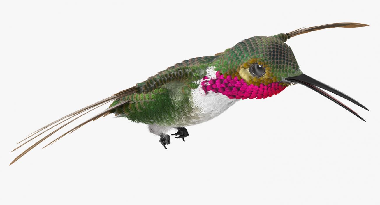 3D Broad Tailed Hummingbird Flying Pose