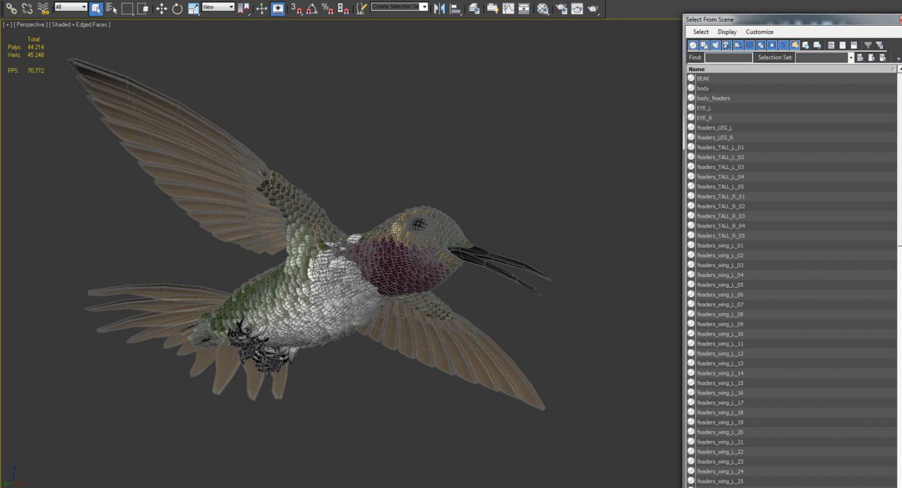 3D Broad Tailed Hummingbird Flying Pose