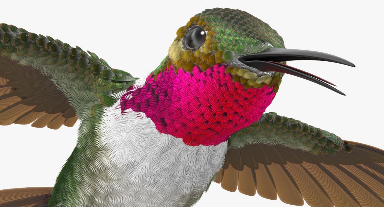 3D Broad Tailed Hummingbird Flying Pose